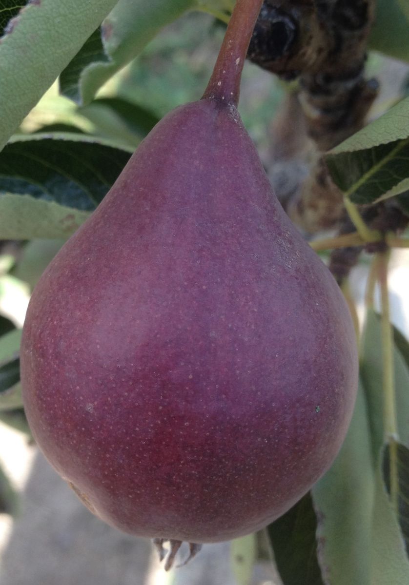 Pear Varieties BC Tree Fruit Production Guide